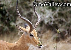 Thomson's Gazelle in Omo Valley